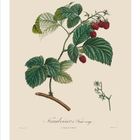 „Framboisier à fruit rouge.“ zeigt eine botanische Illustration mit Himbeerzweig und roten Früchten, Nummer 09.
