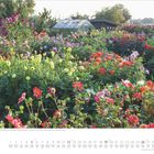 September-Kalender mit Blütenspektakel in einem Dahliengarten, umgeben von bunten Blumen und einem Gewächshaus im Hintergrund.