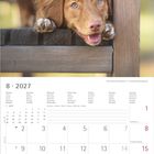 Kalender für August 2027. Ein Hund mit freundlichem Blick schaut durch einen Holzlattenzaun.