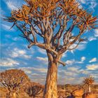 "Köcherbäume, Köcherbaumwald, Namibia. August. Kalender mit Landschaftsfoto: Ein Köcherbaum unter blauem Himmel."