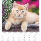 Kalender für Juli 2027. Ein rotes Kätzchen liegt entspannt neben violetten und weißen Blumen.