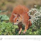 "09 DUMONT" mit kleinem Kalendarium unten, darüber ein Eichhörnchen auf grünem Gras mit weißen Blumen.