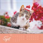 "Sept" in geschwungener Schrift, Kalender mit Datumstagen. Ein Kätzchen auf einer Mauer, im Hintergrund rote Blumen.