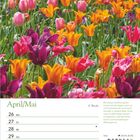 April/Mai Kalenderseite mit Tulpenfeld in leuchtendem Orange, Rosa und Lila. Text beschreibt Tulpenvielfalt.