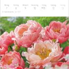 Text: "Wer dankbar ist, findet überall Gründe zur Freude." Kalender für die Woche vom 7. bis 13. Juni 2027. Zeigt rosa Pfingstrosen.