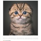 09 | September - Kalender mit einem niedlichen Kätzchen mit großen, runden blauen Augen und gestreiftem Fell.