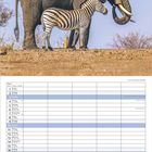 Kalender für Oktober in mehreren Sprachen. Oben ein Elefant und ein Zebra nebeneinander auf trockenem Boden.