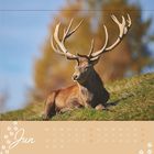 Text: "Jun", Kalendertage für Juni. Ein Hirsch liegt auf einer Wiese mit großen Geweihen, blauer Himmel, Bäume im Hintergrund.