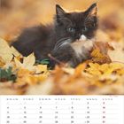 Kalenderseite für Oktober mit Wochentagen und Daten. Ein flauschiges Kätzchen sitzt in buntem Herbstlaub.