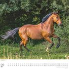 Kalenderseite für September von DuMont; zeigt ein braunes Pferd im vollen Galopp auf einer grünen Wiese.