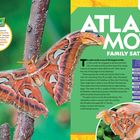 Text: "In China wird der Name des Atlasmotten zu 'Schlangenkopf' übersetzt." Das Bild zeigt eine große Atlasmotte auf einem Ast.