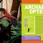 ARCHAE-OPTERYX. Fakten: Name, Bedeutung, Periode, Fundort, Fossilien, Länge. Der erste Vogel? Beschreibung eines Vogels.