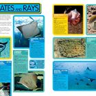 "SKATES AND RAYS" in blauer Schrift oben. Beschreibungen von Rochenarten mit Bildern, z.B. Riesenmanta, Kuhnasenrochen und Blaupunktrochen.