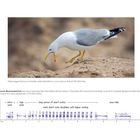 APP-071: Lesser Black-backed Gull, West Sahara 2017. Foto eines Möwen mit gelbem Schnabel auf Sand.