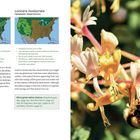 Links: Infos zu "Lonicera dioica" und "Lonicera involucrata" mit Karten. Rechts: Eine Hummel auf einer gelb-rosa Blüte.