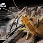 „Brazilian Wandering Spider. This creature doesn’t wait for trouble, it goes looking for it.“ Die Spinne hält Beute fest.