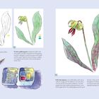Schritte 4-6 zur Maltechnik: Gelber Blütenkelch, Blätter mit grün-gelber Mischung, Details in rot und lila. Illustrationen einer Blume.