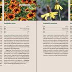 Seite aus einem Pflanzenbuch. Beschriftungen: *Rudbeckia fulgida var. sullivantii ‘Goldsturm’*, *Rudbeckia hirta ‘Cappuccino’*.