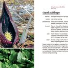 Symplocarpus foetidus - Skunk Cabbage. Habitat: Feuchtgebiete. Blütezeit: Spätwinter, Frühling. Beschreibung: Aufrechte mehrjährige Pflanze bis 2 Fuß. Maroon farbene Blüte. Herzförmige Blätter. Früchte knollig. 

Links: Dunkle Blüte in sumpfigem Gelände. Unten: Grüne Blätter.