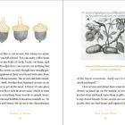 Texte: „Studies in Nature“, „How Acorns Work“, „A botanical illustration from 1560 shows two acorns ready to germinate.“  
Links drei Eicheln, rechts botanische Illustration.