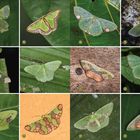 Zahlen und Buchstaben a, b, c, d, e, f, g, h, i, j, k, l. Zwölf bunte Nachtfalter auf grünen Blättern.
