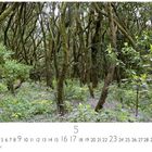"Urwald", "CASARES EDITION", Kalender mit den Zahlen 1 bis 31, zeigt einen dichten, moosbewachsenen Wald mit violetten Blumen.