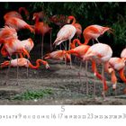 Text: "Flamingos", Nummer 5, Kalendertage 1-31 im unteren Bereich. Mehrere rosa Flamingos an einem Teichrand.