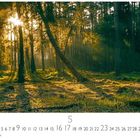 "5", "CASARES EDITION"; Sonnenstrahlen durchfluten einen Wald mit moosbewachsenem Boden.