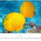 "Lemon Butterfly Fisch". Zahlen 1 bis 31, größer 5. Zwei gelbe Fische schwimmen über Korallen in blauem Wasser.