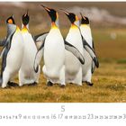 Text: Zahlen 1 bis 31 in einer Reihe, Nummer 5 hervorgehoben. 
Motiv: Fünf aufrecht stehende Pinguine auf Wiese.