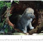 Kalenderseite mit Zahlen und der Zahl 5 hervorgehoben. Ein Wolfsjunges sitzt in einem hohlen Baumstamm, umgeben von Farnen.