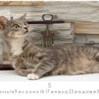 5. Eine graue Katze liegt vor einer Wand aus hellen Steinen. Im Hintergrund sind Weingläser und ein Korkenzieher.