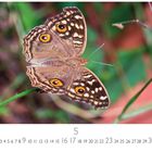 Kalenderblatt zeigt eine Nahaufnahme eines braunen Schmetterlings mit orangefarbenen Augenflecken auf einem grünen Hintergrund.