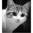 Kalender mit einer Monatsübersicht, darunter das Bild einer Katze mit großen Augen und gestreiftem Fell.