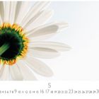 Zahlen von 1 bis 31 sind unten, über einem großen Nahaufnahme einer Gänseblümchenblüte.