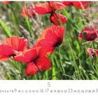 Eine Kalenderseite mit dem Monat Mai. Im Hintergrund leuchtend rote Mohnblumen im Feld.