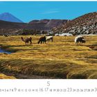 Text: "Grasende Lamas". Landschaft mit Lamas auf gelbem Moos, Berge und blauer Himmel im Hintergrund.