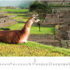 Text: Lama, 5, CASA RES EDITION. Ein Lama liegt auf einer grünen Wiese mit alten Steingebäuden im Hintergrund.