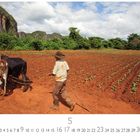 „Viñales Valley“, Kalenderseite mit Mai-Zahlen. Ein Bauer mit zwei Ochsen auf einem Feld, umgeben von grüner Vegetation.