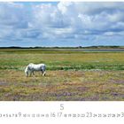 Borkum. Mai Kalenderblatt mit einem weißen Pferd auf einer blühenden Wiese unter wolkigem Himmel.