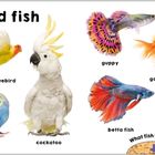 Überschrift: "Birds and fish". Darunter sind ein Papagei, Wellensittich, Kakadu, Rosenköpfchen, Guppy, Goldfisch, Kampffisch und Koi-Karpfen.