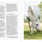 Links steht Text über Pausen, Erholung und Trainingsphasen für Pferde. Rechts ist ein weißes Pferd auf einer Wiese.