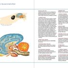 Kapitel 2: Das Gehirn - Was passiert im Kopf des Pferdes? Geheimnisvolles Hirn. Illustration: Gehirnstruktur mit Nummern.