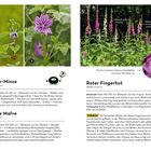 Titel: Acker-Minze, Wilde Malve, Roter Fingerhut. Steckbrief: Acker-Minze 10-40 cm, bis Oktober; Wilde Malve 30-100 cm, bis Oktober. Merkmale: Roter Fingerhut 40-150 cm, bis August.