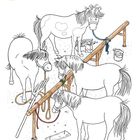 „Zum Putzen werden die Ponys vor dem Stall angebunden.“ Vier Ponys, angeleint an einem Holzzaun.