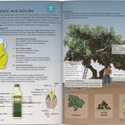 "Olivenöl aus Sizilien" beschreibt die Olivenproduktion. Links zeigt eine Grafik Qualitätsstufen, rechts Olivenernte-Illustration.