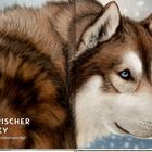 „Sibirischer Husky, eiskalter Ausdauersportler“ steht neben der Abbildung eines Huskys in einem winterlichen Hintergrund.