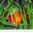 Kalender für Mai; Tage und Wochenzahlen unten. Ein Clownfisch in grünen Anemonen.