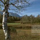 „Das kleine Ländchen, Herzogtum Salzburg genannt, bietet mit seinen...“  
Eine Birke steht im Vordergrund, dahinter Wiesen und Berge.