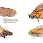 Noctuoidea, Erebidae, Aganainae: Zwei präparierte, orange-schwarze Mottenarten sind in Nahaufnahme zu sehen.